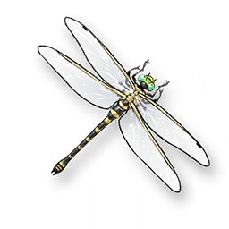 Golden-ringed Dragonfly image