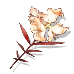 Bloodleaf Viburnum image